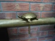 TURTLE TILLER PIN